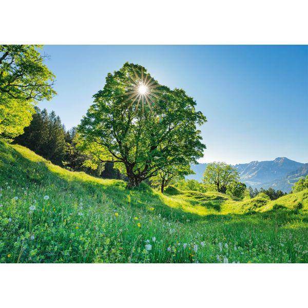 Berg-Ahorn im Sonnenlicht, 1000 T.