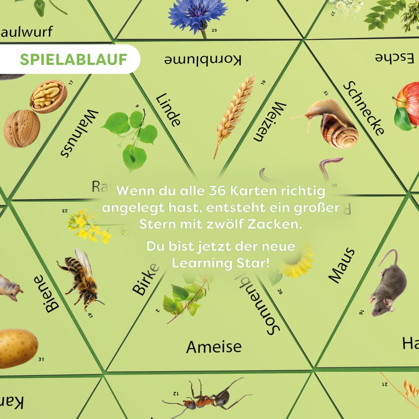 Learning Star: Wald, Feld & Wiese, deutsch